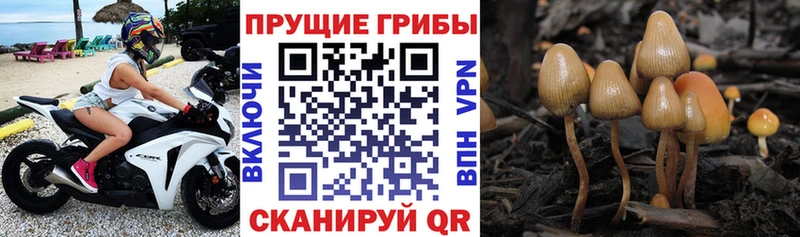 Купить  Перевоз  Псилоцибиновые грибы MAGIC MUSHROOMS 